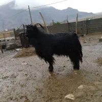 پازن ( بز ، میش ، قوچ)