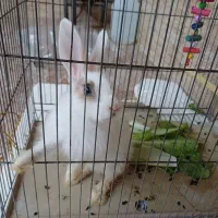 خرگوش  زیبا  و  خانگی|موش و خرگوش|سنندج, |دیوار