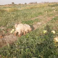 کهره نر|حیوانات مزرعه|فاریاب, |دیوار