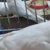 یک جفت البینو مولد|پرنده|رزن, |دیوار