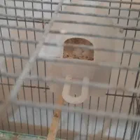 فنچ انگلیسی کینگ|پرنده|یزد, |دیوار