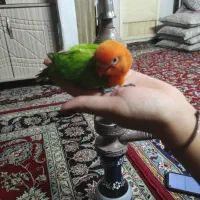 کوتوله نژاد گرین اوپال