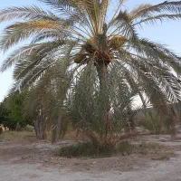 خانه باغ|فروش خانه و ویلا|اهرم, |دیوار