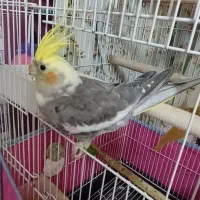 عروس نر ۴۵۰|پرنده|لاهیجان, شیشه گران|دیوار