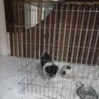 سگ پامر|سگ|اصفهان, ارغوانیه|دیوار