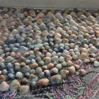 صدف دریا|ماهی|اسلام‌شهر, صادقیه|دیوار