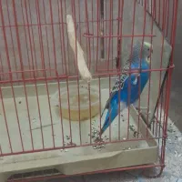 مرغ عشق