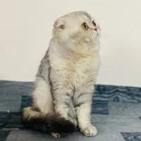 اسکاتیش فلد سیلور