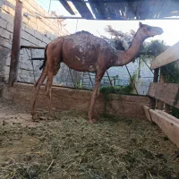 فروش شترهاشی نر وبره نر