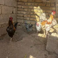 مرغ و خروس و اردک