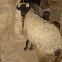 قوچ اصیل چال