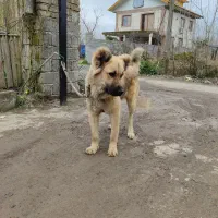 فروش سگ سرابی