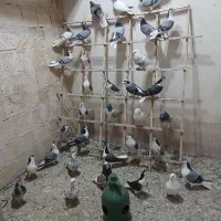 بوم دمگیر فروشی