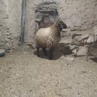 بره قوچی همو
