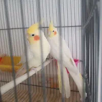 عروس هلندی جفت ۷تخم