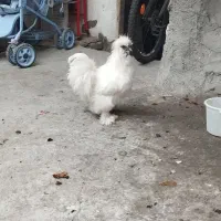 خروس