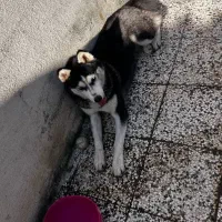 سگ هاسکی|سگ|آزادشهر, |دیوار