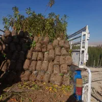 نهال بادام پیوندی، هلو و گوجه باغی پاکتی، ریشه پرس|گل و گیاه طبیعی|شیراز, منطقه هوایی شهید دوران|دیوار