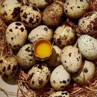 فروش و پخش تخم مرغ  مستقیم از مرغداری|خوردنی و آشامیدنی|کرج, مهرویلا شمالی|دیوار