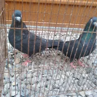 ی جفت کبوتر زاغ قیمت ۷۰۰|پرنده|بابل, |دیوار