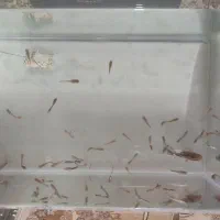 ماهی ،اکواریوم|ماهی|گنبد کاووس, |دیوار