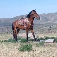 اسب یرقه
