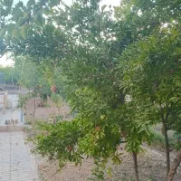 باغ انار همراه با خانه فردوس خراسان جنوبی|فروش خانه و ویلا|اسلامیه, |دیوار