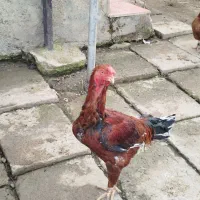 بوقلمون طبیعی و ارگانیک|حیوانات مزرعه|چهاردانگه (آذربایجان), |دیوار