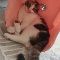 گربه ۶ماهه ماده