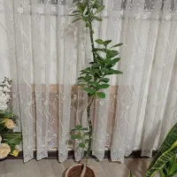 درختچه خوش فرم با رشدی خوب