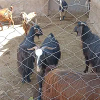 فروش 7تا بز لری اصل|حیوانات مزرعه|خرم‌آباد, |دیوار