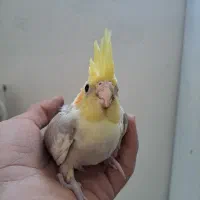 سالن عروس هلندی حیدری|پرنده|شاهرود, |دیوار