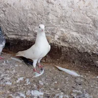 کبوتر|پرنده|قشم, |دیوار