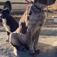 واگزاری سگ ماده|سگ|رودشت (اصفهان), |دیوار