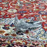 عروس هلندی|پرنده|آوج, |دیوار