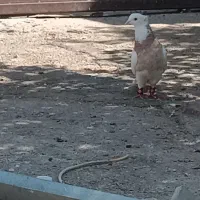 ۸کبوتر معاوضه با پرنده قفسی