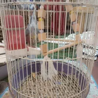 عروس هلندی