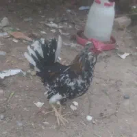 خروس