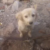 پاپی خوشگل