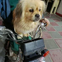 حیوان خانگی