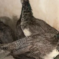 جوجه طاوس نر و ماده|پرنده|ماسال, |دیوار