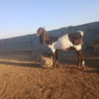 ۱عدد بز افغانی در ج ۱