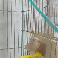 فنچ گلوبریده حنایی روبان نارنجی|پرنده|شیراز, رازی|دیوار