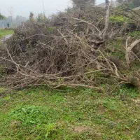 درخت ته درخت از خاک در اومده مجانی|خدمات باغبانی و درختکاری|احمدسرگوراب, |دیوار