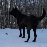 ماده سرابی اصیل|حیوانات|مرند, |دیوار