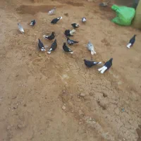 کفتر|پرنده|شراء, |دیوار