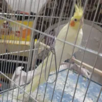 فروش عروس هلندی