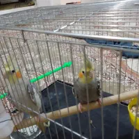 یه جفت عروس هلندی