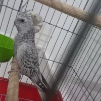 عروس هلندی ایزابلا|پرنده|ایلام, |دیوار