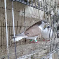 جفتگاه خوب جوجه بده